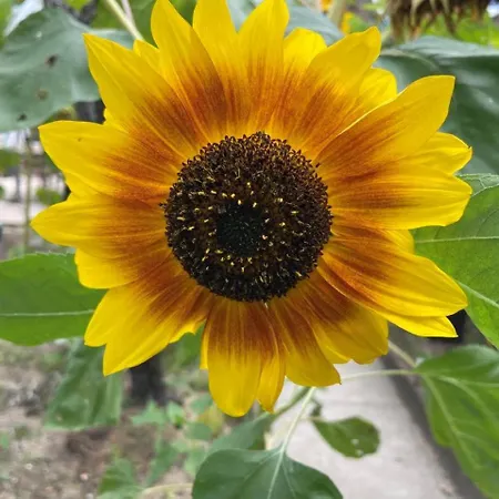 Maisonnette Quartier Arago * Les Sables-dʼOlonne