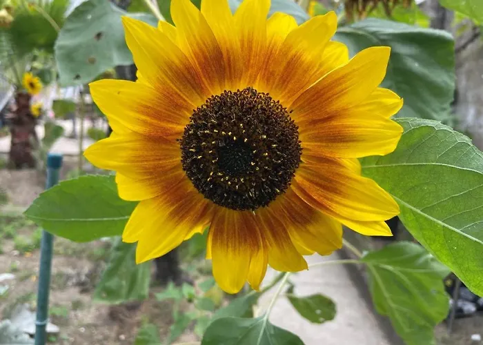 Maisonnette Quartier Arago * Les Sables-dʼOlonne